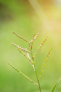 Close-up of insect on grass
