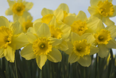 Close-up of yellow flowers