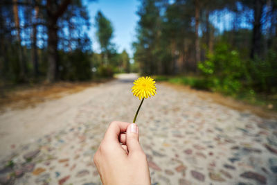 Cropped hand holding red flower