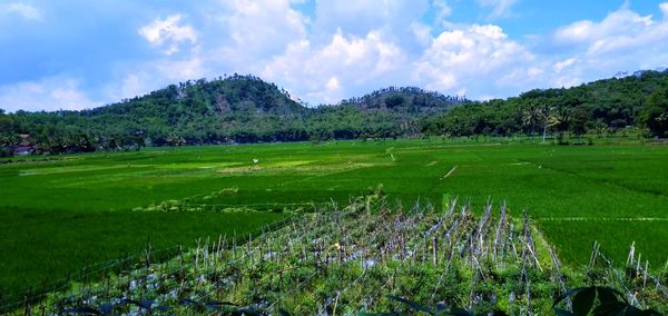 Scenic view of field against sky