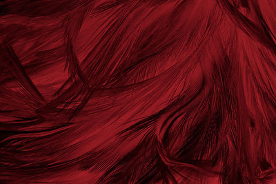 Beautiful dark red maroon feather pattern texture background