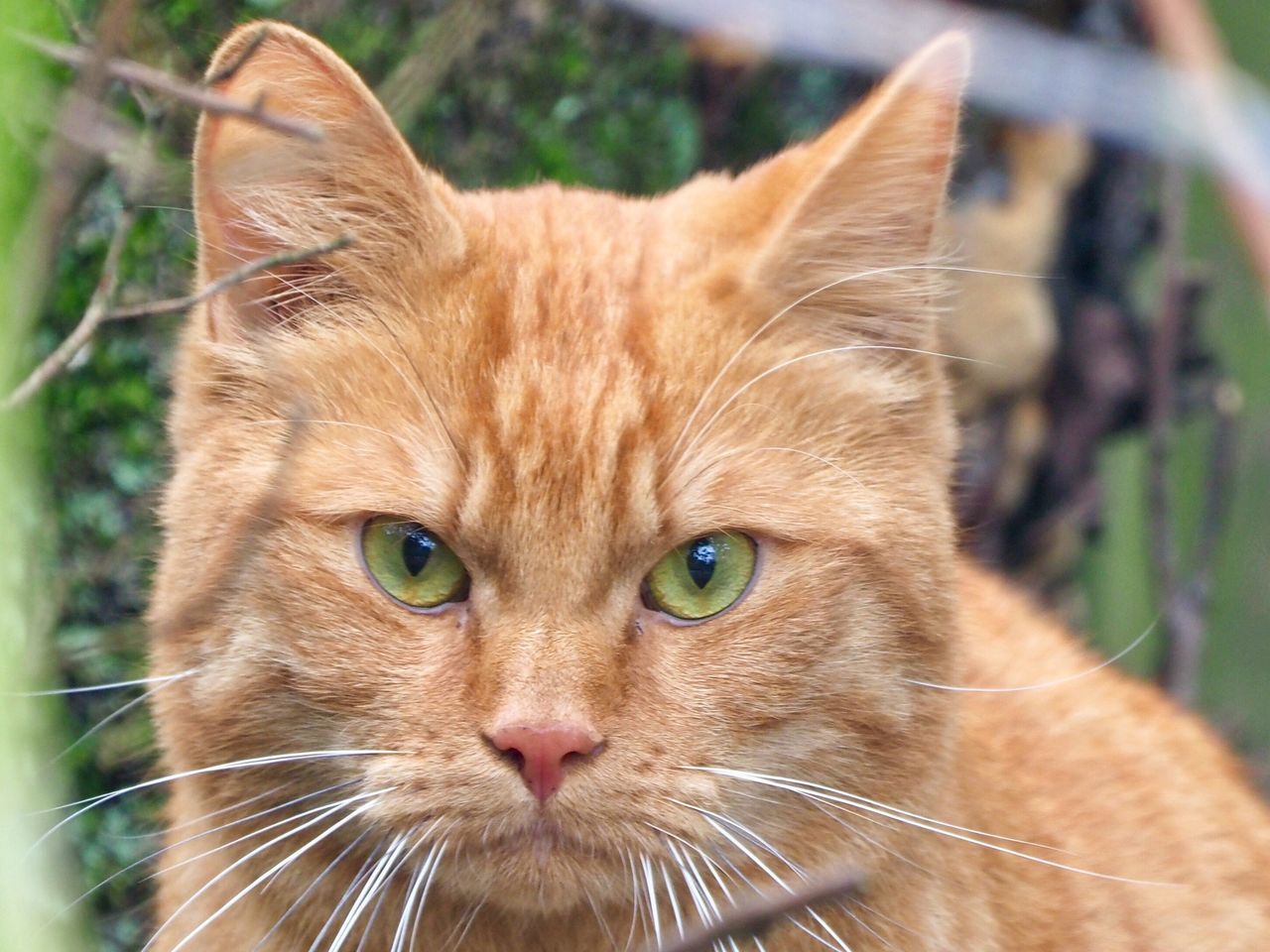 domestic cat, animal themes, mammal, portrait, feline, one animal, domestic animals, pets, ginger cat, close-up, no people, outdoors, day