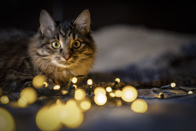 Portrait of cat relaxing at home