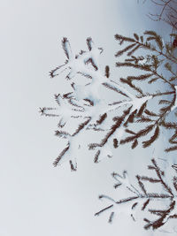 Low angle view of snow covered plants against sky