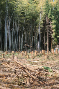 View of a forest