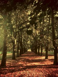 Footpath passing through trees