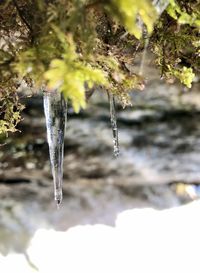 Close-up of frozen plant