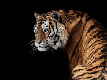 Close-up of a cat looking away