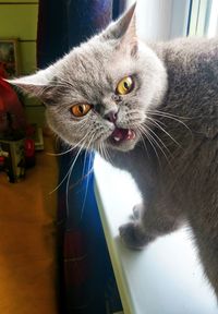 Close-up portrait of cat at home