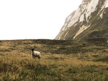 Sheep in a field