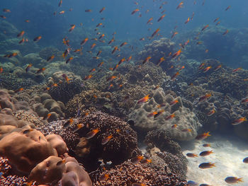 Marine life under sea water, underwater landscape photography, colorful sea life