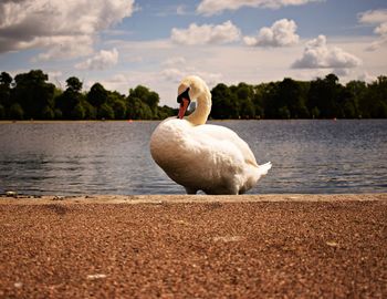 Swan on lakeshore