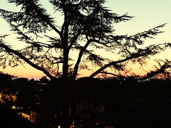 Low angle view of silhouette trees against sky during sunset