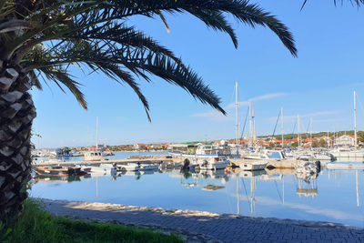 Palm tree view of boats in small marina located at bibinje, croatia