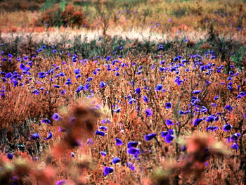 Purple flowers growing in field