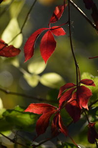 Close-up of plant