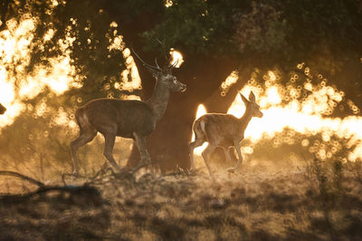 View of deer on field