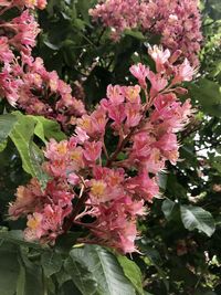 Close-up of pink flowering plant