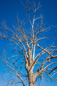 Low angle view of bare tree against clear blue sky