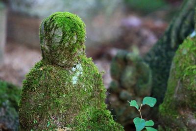 Overgrown moss on statue