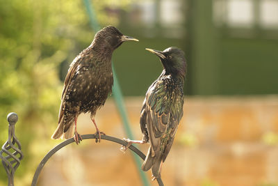 Close-up of birds perching on railing