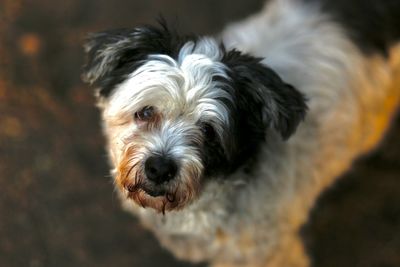 Close-up of dog