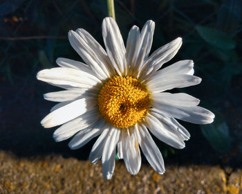 Close-up of white flower