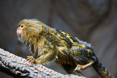 Pygmy marmoset climbing a tree branch