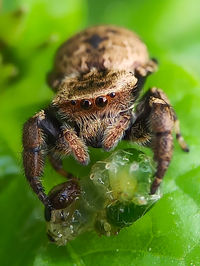 Close-up of spider