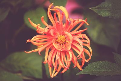 Close-up of orange flower