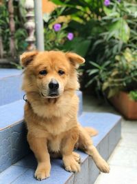 Portrait of dog sitting outdoors