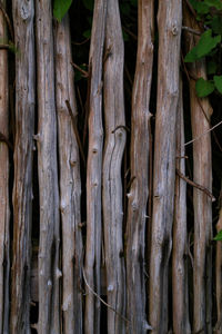 Full frame shot of tree trunk in forest