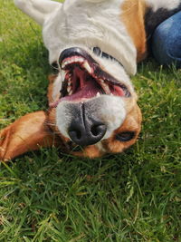 Close-up of a dog on field