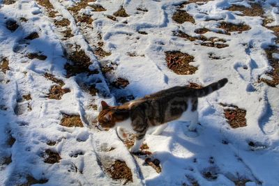 High angle view of cat on snow covered field