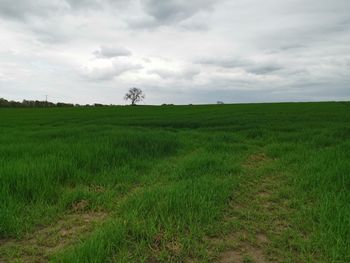 Scenic view of field against sky