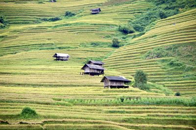 Scenic view of agricultural field