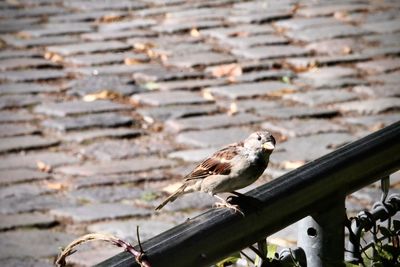 Close-up of sparrow ona fench.
