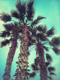 Low angle view of tree against blue sky