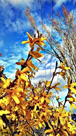 Low angle view of flowering plant against sky