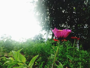 Red flowers growing on tree