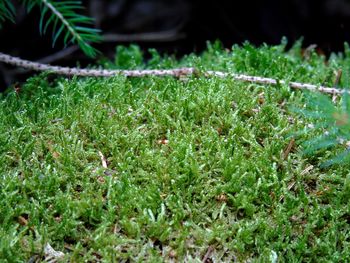 Close-up of plants growing on field