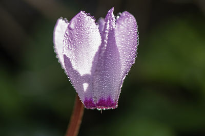 Pink cyclamen flower with morning dew