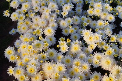 High angle view of yellow flowering plants