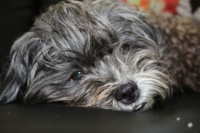 Close-up portrait of a dog