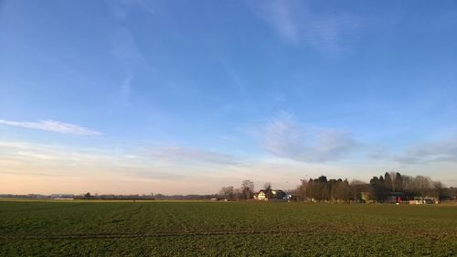 Scenic view of grassy field against sky