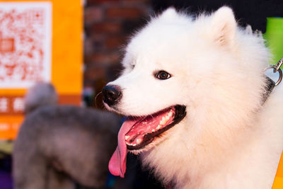 A close-up of a cute dog with its tongue sticking out