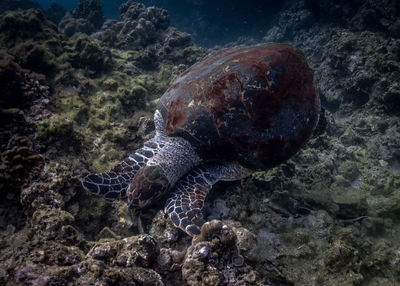 Close-up of turtle on rock