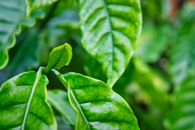 Close-up of green leaves