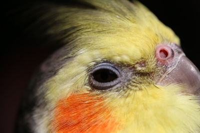 Close-up of a bird