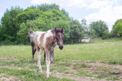 Horses standing in a field